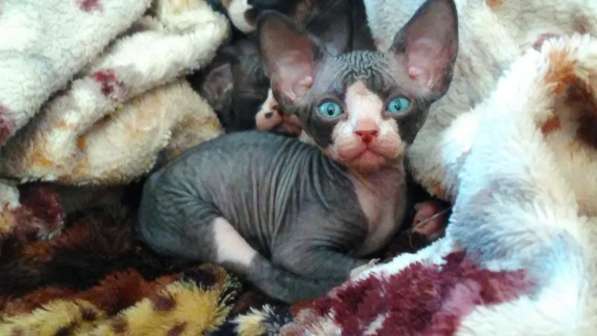 Канадские сфинксы в Иркутске