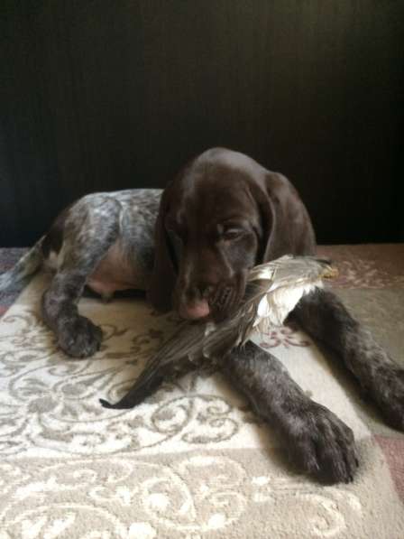 Щенки курцхаара в Санкт-Петербурге фото 16