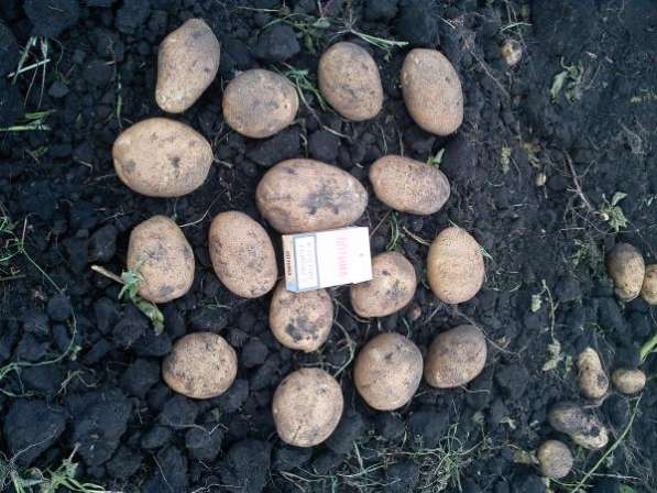 Картофель от 5 тонн в Кирово-Чепецке фото 5