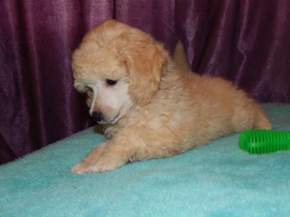 Poodle. Apricot and white boy's в фото 5