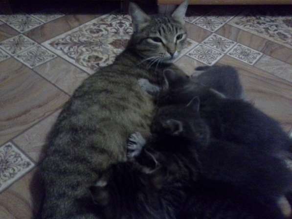 Милые котята ждут хозяина в Новокузнецке фото 6