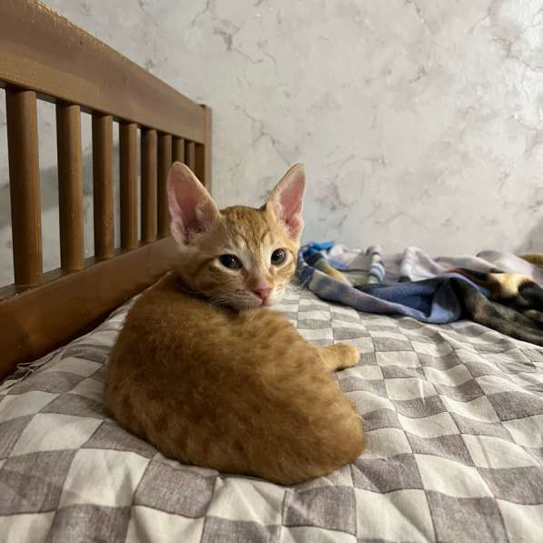 Котята в Москве фото 6