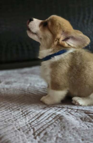 Щенки вельш-корги пемброк в Джанкое фото 4