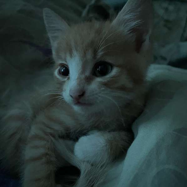 Отдаю даром котенка