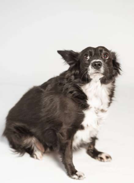 Метис длинношерстной чихуахуа Муся в добрые руки в Москве фото 5