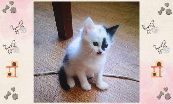 Котёнок-девочка в добрые руки! в фото 4