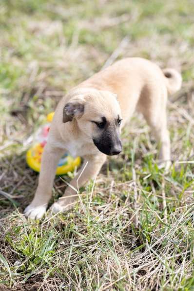 Ласковые щенята в Санкт-Петербурге фото 6