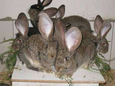 Продам кролики Фландр, Ризен, Баран. в Красноярске фото 3