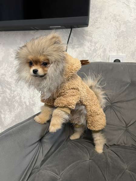 Шпиц 5 месяц в Красноярске фото 5