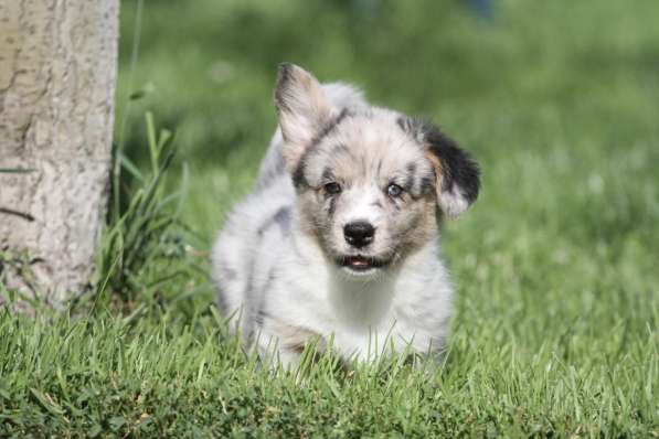 Вельш корги кардиган