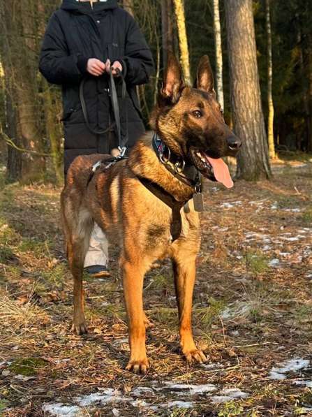 Красавчик Анзор ищет дом в Москве фото 6