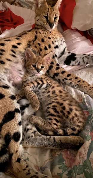 в Москве фото 4