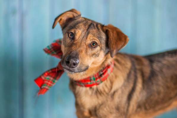 Собачка Симона (просто прелесть) в добрые руки в Москве фото 9