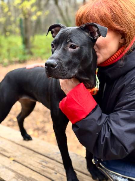 Питбуль Джуна 10 месяцев ищет дом