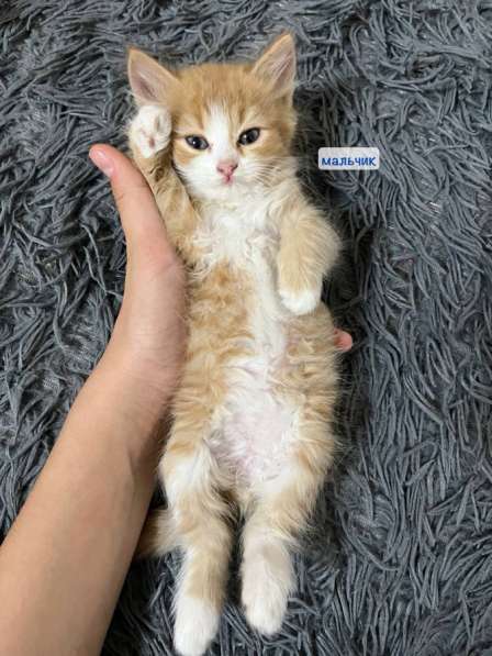 Котята рыжие в Лениногорске