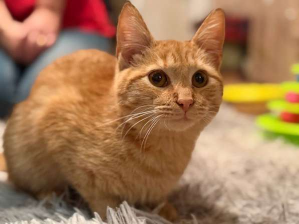 Хороший ласковый котёнок-рыжик в Санкт-Петербурге фото 13