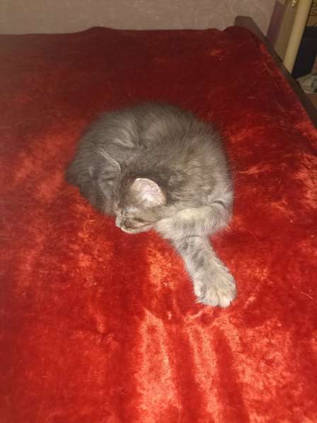 Продам котёнка- мейн-куна, девочку в Череповце фото 4