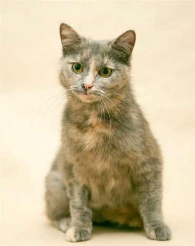 Отдам даром Трехцветная Элеонора – в дар! в Москве