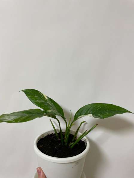 Цветок Спатифиллум «Домино» (женское счастье) в Чайковском