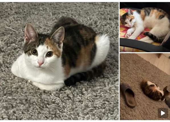 Котенок Василиса