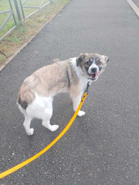 Маленькая ласковая собачка, 5 месяцев в Санкт-Петербурге фото 7