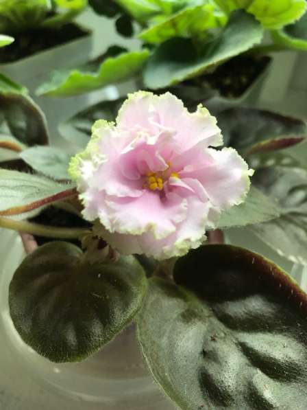 Фиалки сортовые в Москве фото 4