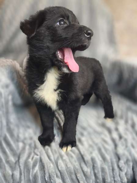 Щенки от мамы-овчарки в дар в Москве фото 3