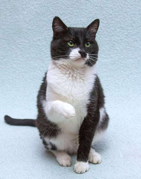 Обаятельный котик Мейсон в дар в Москве фото 4