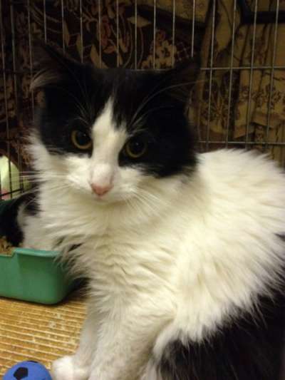 Отдам даром Посмотрите на этого красавца Тео в Санкт-Петербурге фото 5