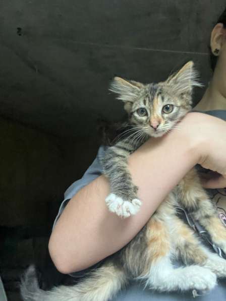Кошечка в Туапсе
