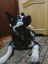 Отдам даром Собака