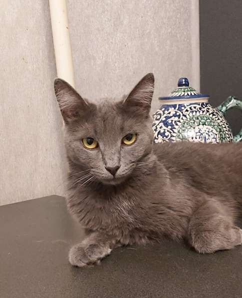 Дымка, русская голубая в добрые руки в Москве