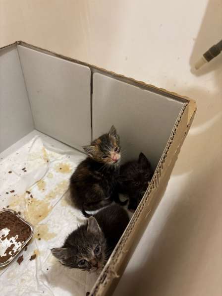 Котята в добрые руки в Воскресенске