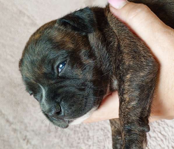 Щенки стаффи в Санкт-Петербурге фото 3