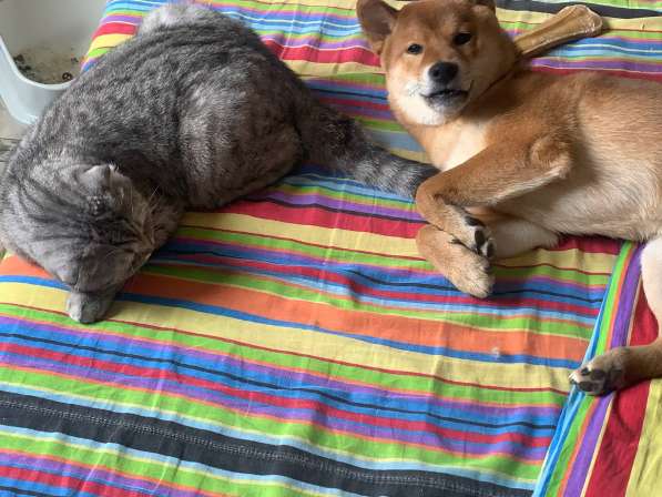 Вязка Сиба-Ину кобель в Орехово-Зуево