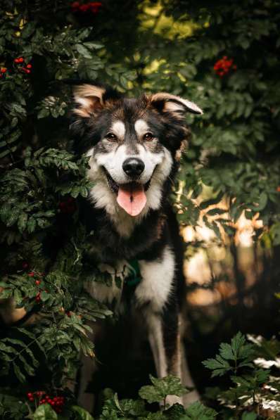 Метис маламута Берт в поисках лучшей семьи в Москве фото 4