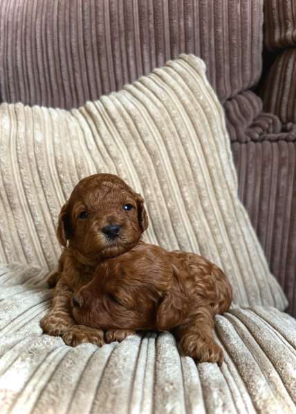 Щенки той-пуделя