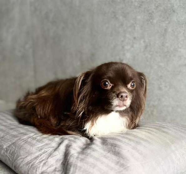 Шоколадная чихуахуа Алексей в добрые руки в Москве фото 3