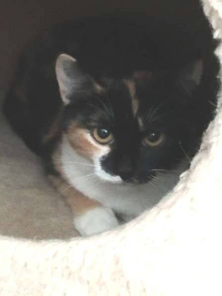 Котенок Миса в добрые руки в фото 4