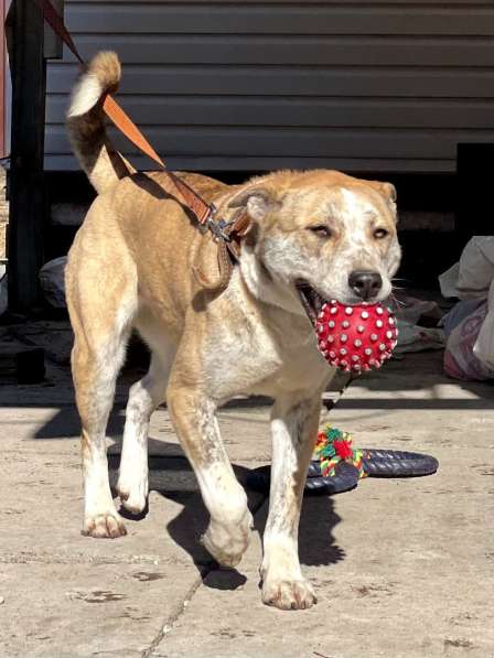 Красивый метис стаффа, 1 год в Санкт-Петербурге