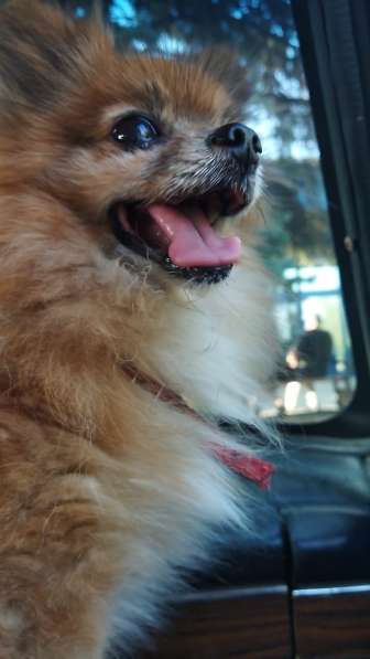 Подросший щенок