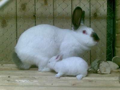 кроликов в Нижнем Тагиле фото 4