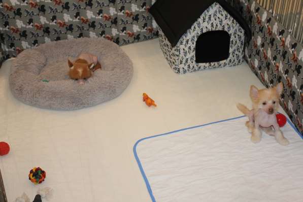 Щенок КХС в Москве фото 17