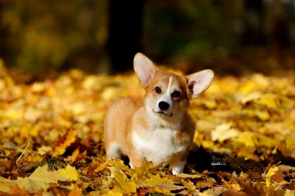 Щенки вельш корги пемброк в 