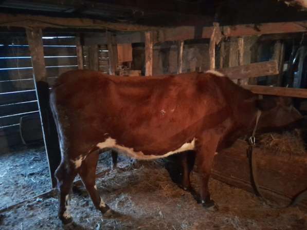 Корова в Сальске фото 3