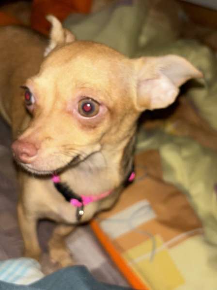 Selling a Female Chihuahua 4month в 