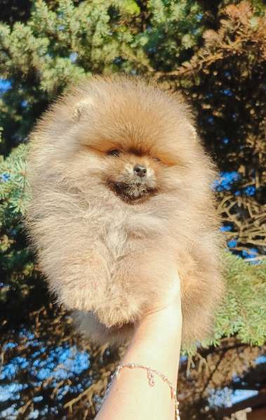 Pomeranski Mini Shpic Pomeranian Spitz Померанские Мини шпиц в фото 73