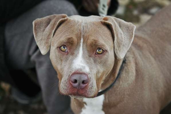 Молодая питбуль Бежа в дар в Москве фото 3