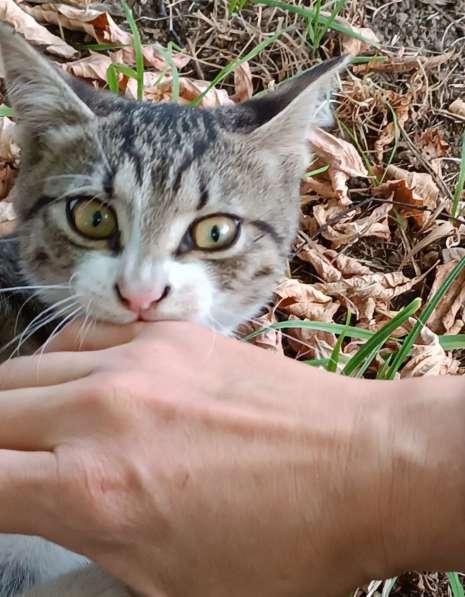 Ищут дом трое котят в Москве фото 4