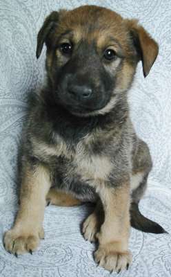 Щенки 2 месяца, мальчики и девочки в Санкт-Петербурге